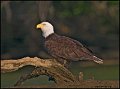 _0SB0517 american bald eagle